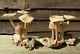 Fair Trade Indonesian Hand Carved Made Wooden Garden Mushroom Parasite Statue